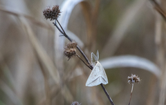 Lychnosea intermicata