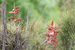 Tillandsia latifolia
