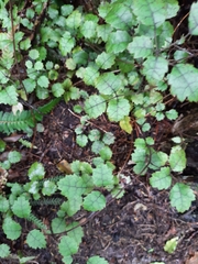 Rubus australis
