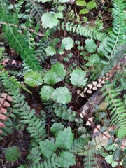 Rubus australis