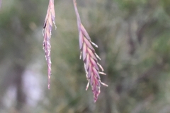 Tillandsia incarnata