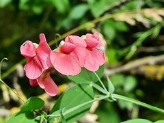Lathyrus rotundifolius