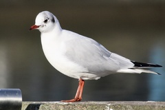 Chroicocephalus ridibundus