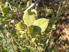 Afrocanthium gilfillanii