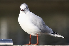 Chroicocephalus ridibundus
