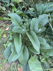 Symphytum officinale