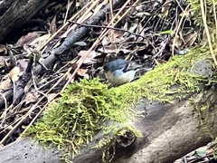 Fringilla coelebs canariensis