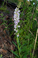 Angelonia integerrima