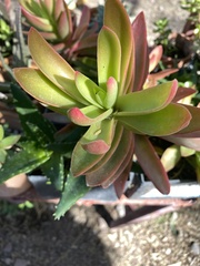 Crassula capitella