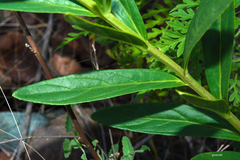 Angelonia integerrima