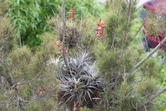 Tillandsia latifolia