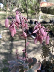 Kalanchoe fedtschenkoi