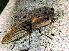 Chalcolepidius silbermanni