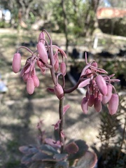 Kalanchoe fedtschenkoi