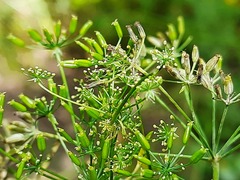 Chaerophyllum bulbosum