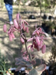 Kalanchoe fedtschenkoi