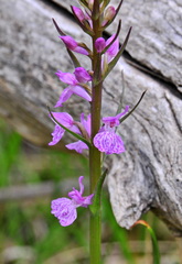 Dactylorhiza elata