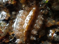 Acanthochitona crinita