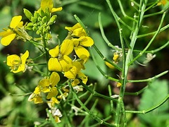 Erysimum aureum
