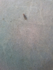 Incisitermes minor