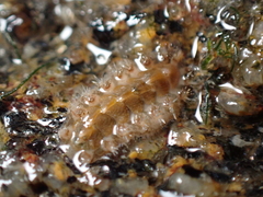 Acanthochitona crinita