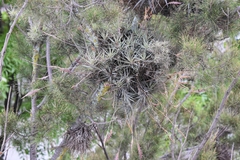 Tillandsia incarnata