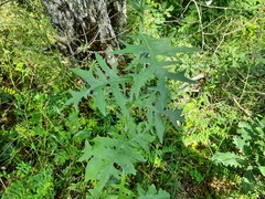Lactuca quercina