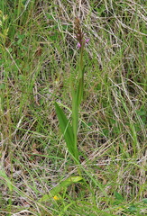 Dactylorhiza elata