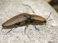 Chalcolepidius silbermanni