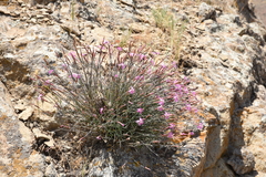 Dianthus orientalis