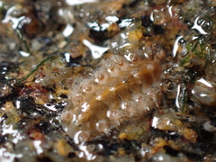 Acanthochitona crinita