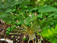 Allium victorialis
