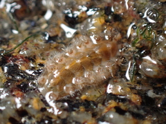 Acanthochitona crinita