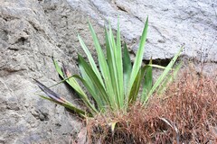 Furcraea andina