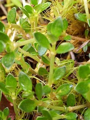 Coprosma perpusilla perpusilla