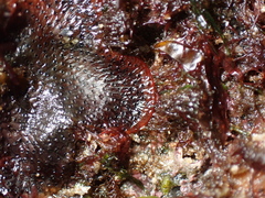 Watersipora subatra