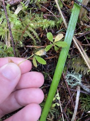 Galium trifidum