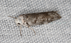 Lichenaula onychotypa