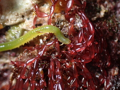 Eulalia clavigera