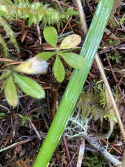 Galium trifidum