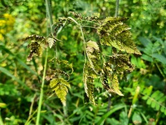 Chaerophyllum aureum