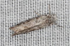 Lichenaula onychotypa