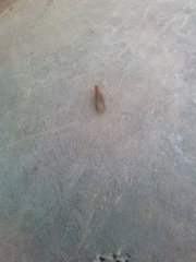 Incisitermes minor