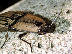 Chalcolepidius silbermanni