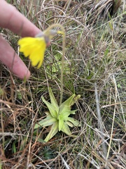 Pinguicula lutea