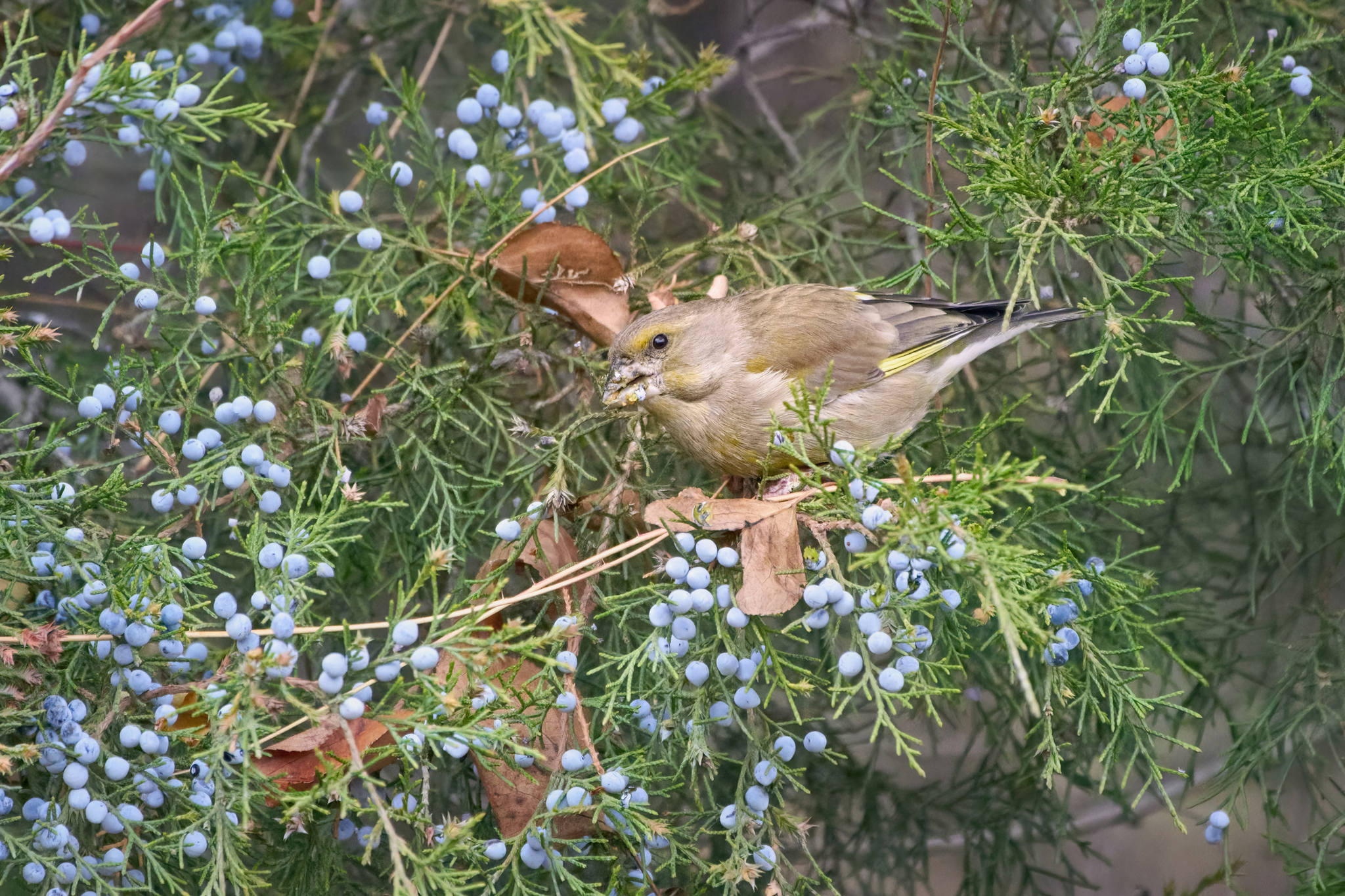 European Greenfinch