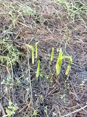 Camassia quamash