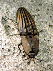 Chalcolepidius silbermanni
