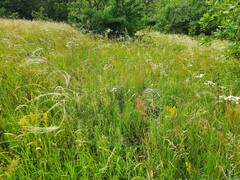 Stipa pennata