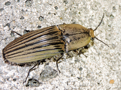 Chalcolepidius silbermanni